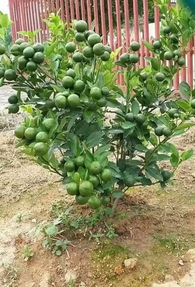GondhorajLemon