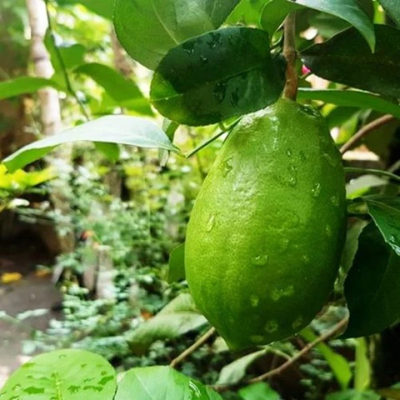 GondhorajLebu